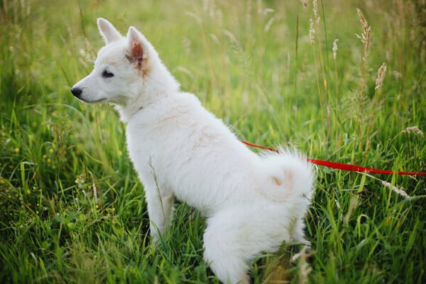 propreté chiot