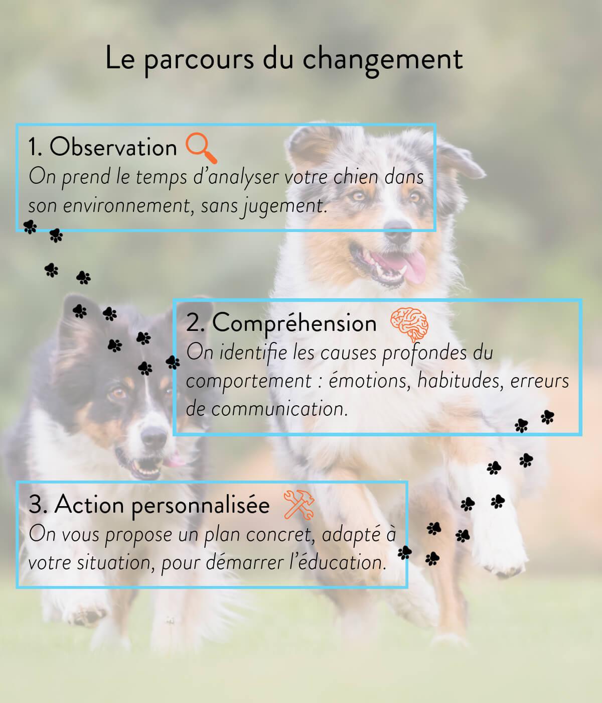 Bilan comportemental chien