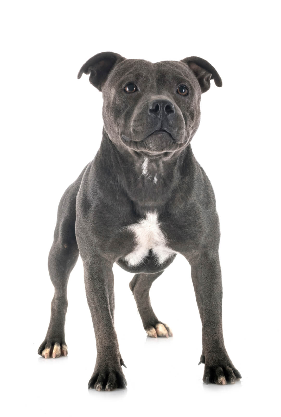 l'éducateur canin comportementaliste respectdogs de rouen et d'evreux en normandie vous conseille dans l'éducation du chien et du chiot
