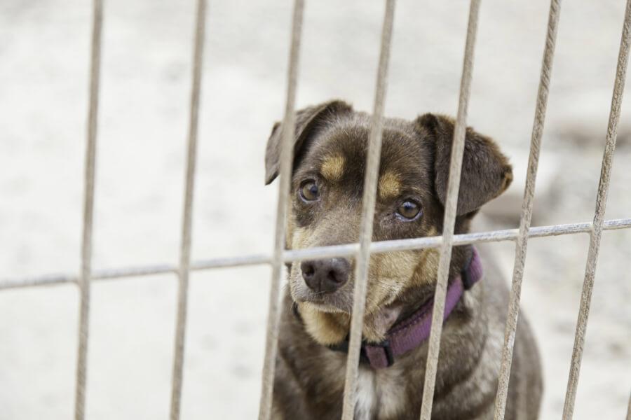 adoption chien nantes