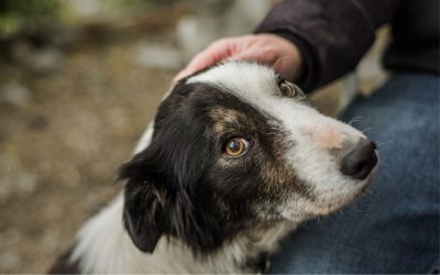 Anxiété chien : 5 façons dont l’éducation peut changer la donne