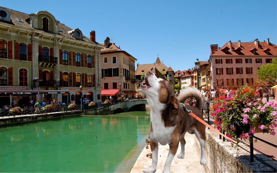 Chien réactif à Chambéry