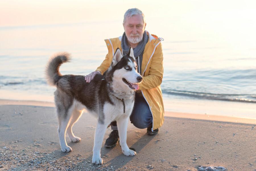 Dressage chien Nantes