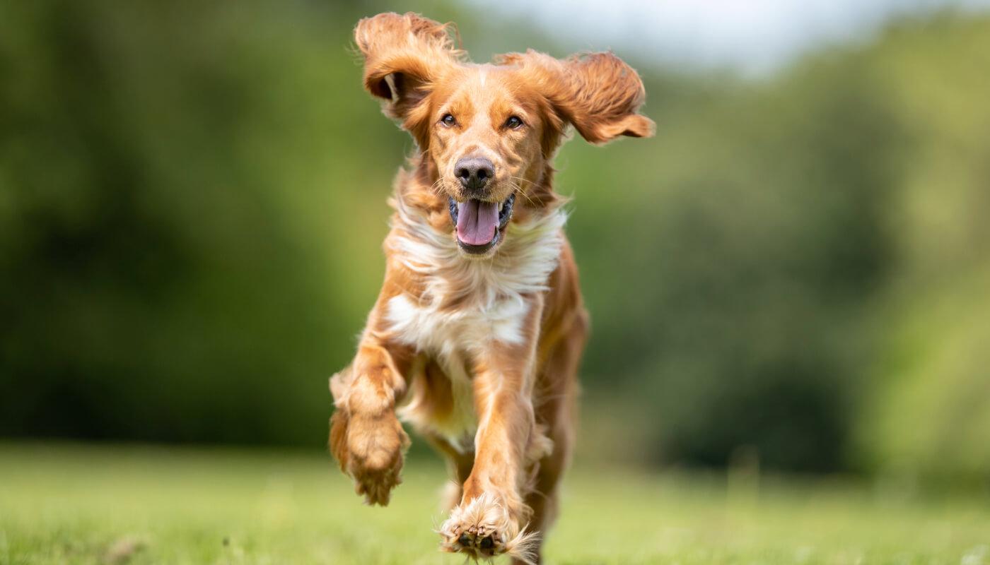 Formation rappel chien