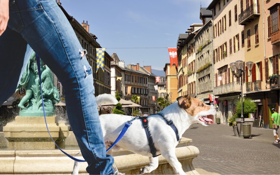 Promener son chien à Chambéry