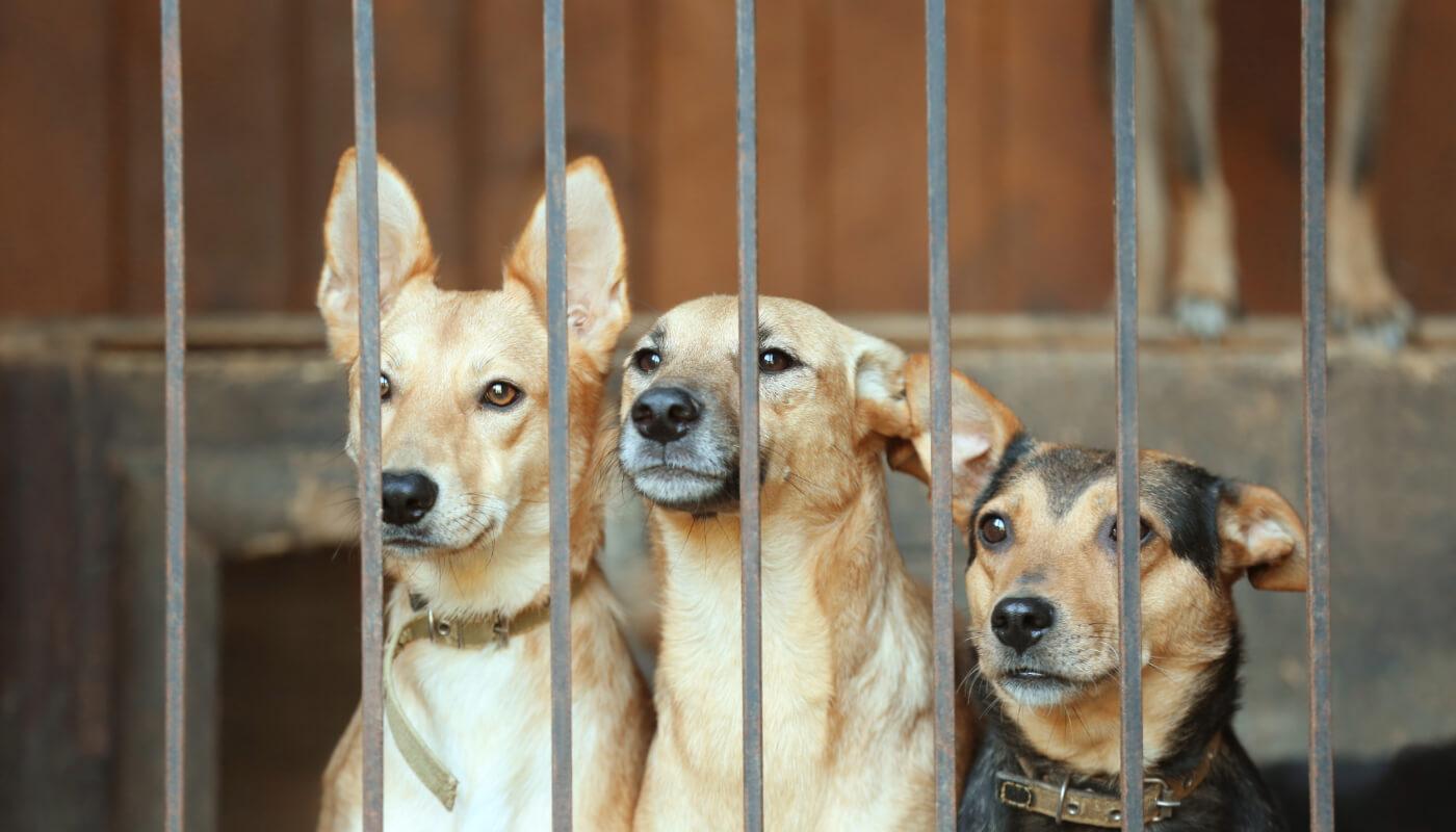 chien à adopter Angers