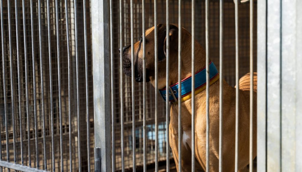 Chien adopter à Angers