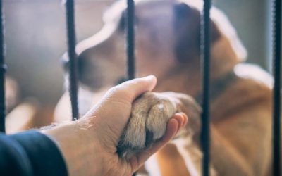 🐶 Chien SPA Lyon : 5 étapes pour adopter et éduquer un chien de refuge