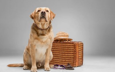 Garde chien Angers : Top 5 des solutions pour un compagnon zen