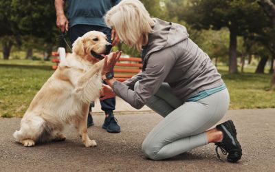 SPA chien Chambéry : 4 conseils et 1 refuge pour une adoption réussie