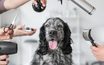 Toiletteur chien Chambéry : 4 bonnes adresses pour un chien au top