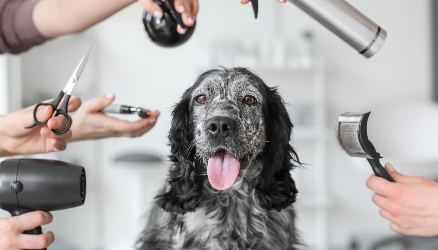 Toiletteur chien Chambéry