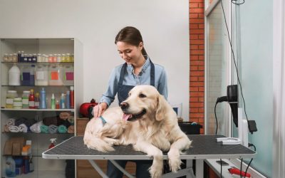 🛁 Toiletteur chien Rennes : 4 adresses fiables + nos conseils pour un toilettage sans stress