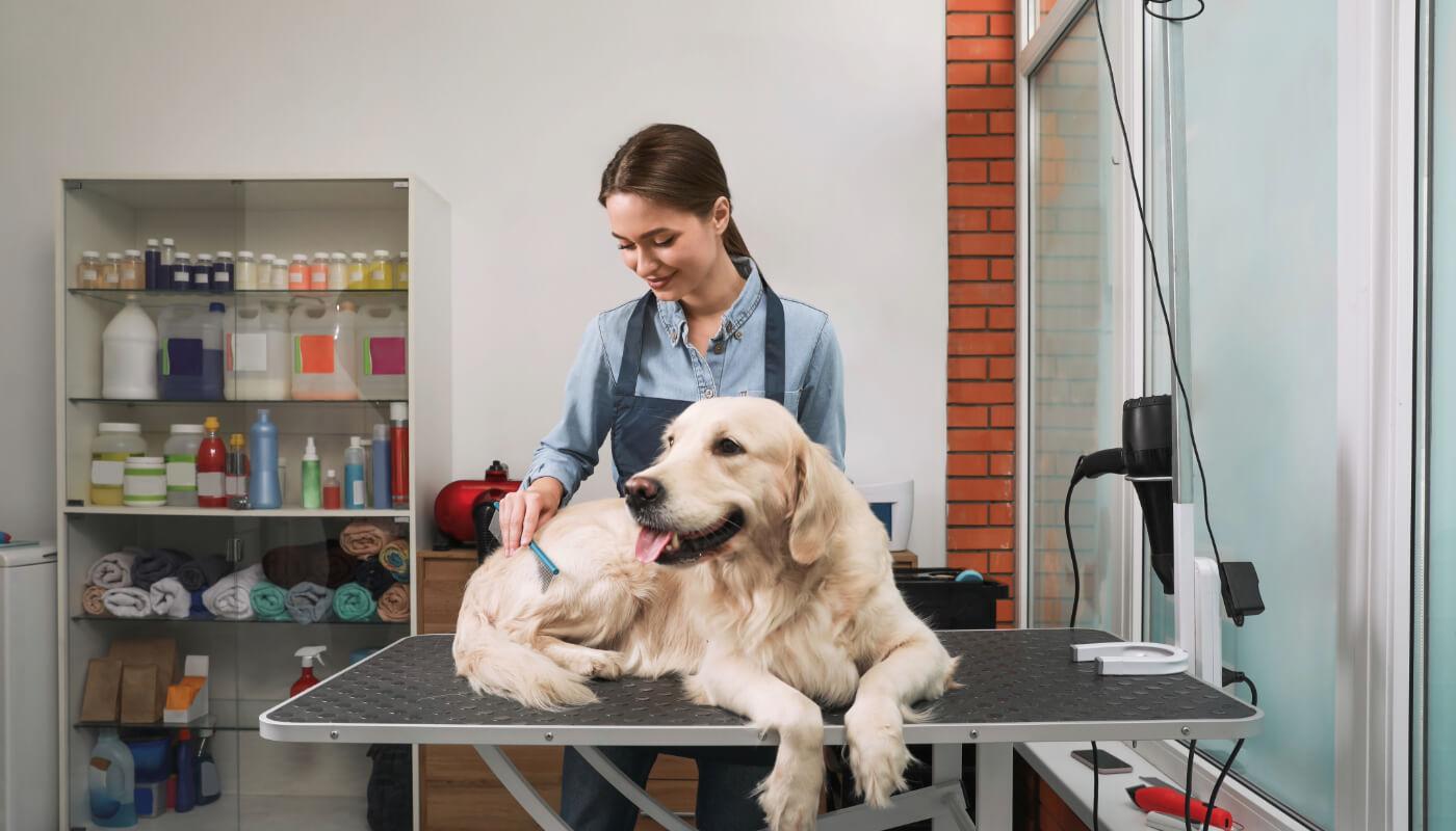 Toiletteur chien Rennes