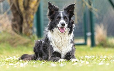 Éducateur canin à Le Rheu (35) : aide concrète et bienveillante à domicile