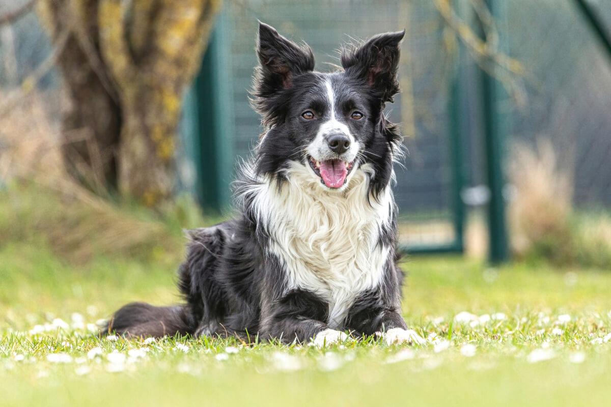 éducateur canin à le rheu