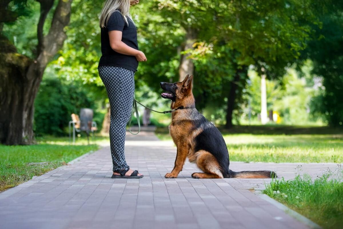 éducateur canin à pacé
