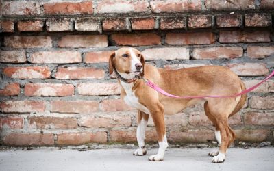 Rééduquer un chien peureux : 7 étapes pour lui redonner confiance