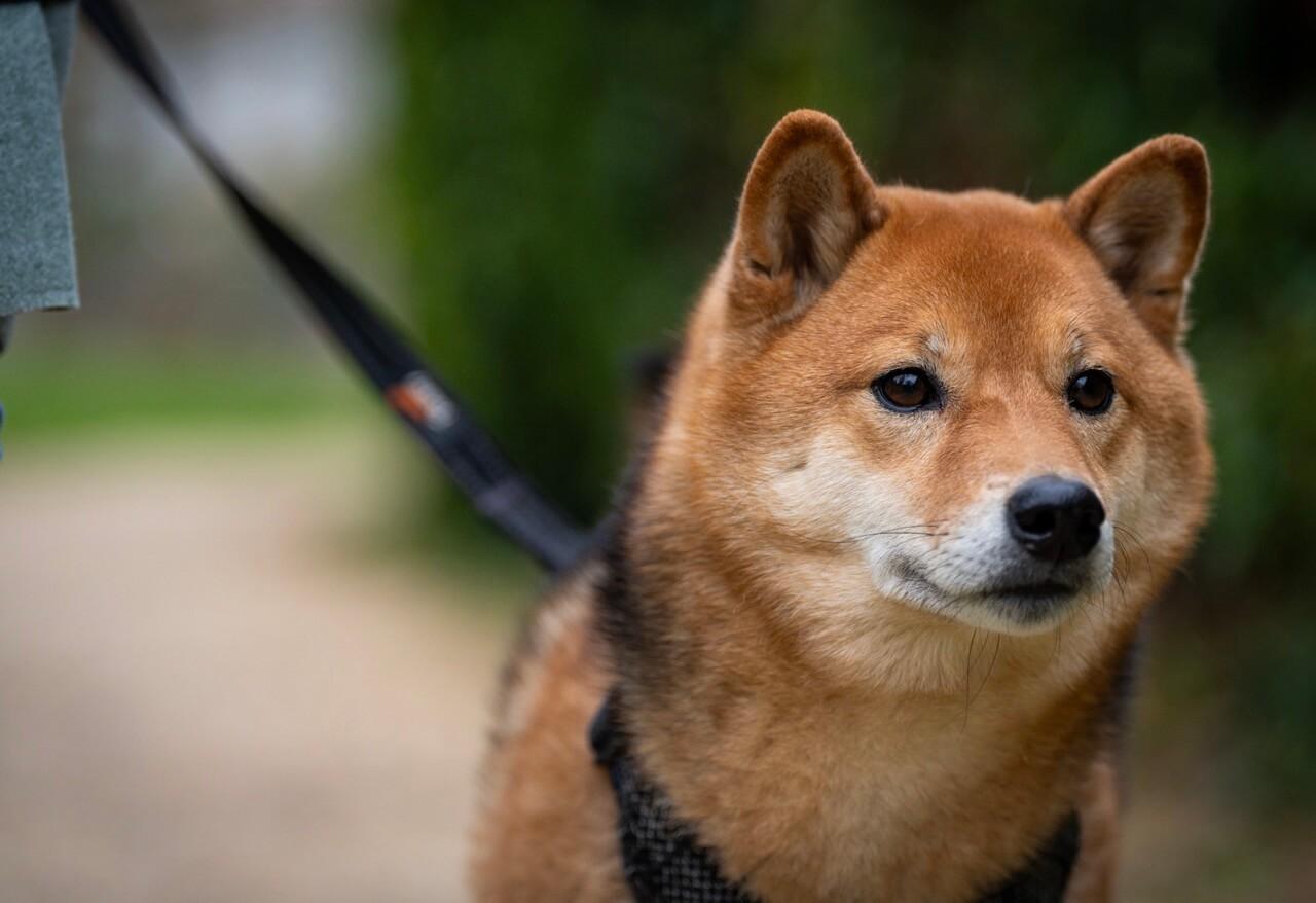 Shiba inu
