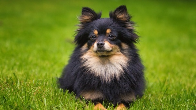 Chien spitz nain
