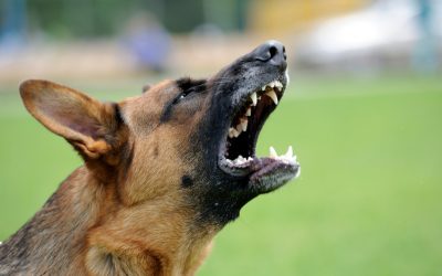 Les aboiements de chien