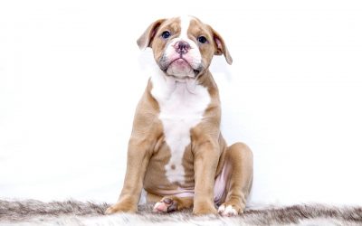 Que doit apprendre le chiot pendant la période de socialisation ?