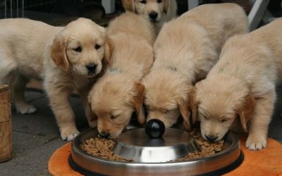 Bien nourrir mon chien: 4 Habitudes essentielles !