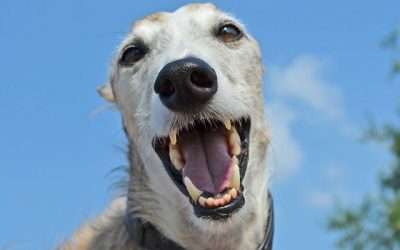 Mon chiot mange ses crottes : 3 causes possibles
