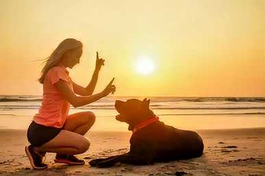 Dressage chien par un éducateur canin à domicile Respectdogs