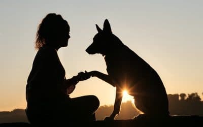 Une Formation Ăducateur Canin Reconnue par l’Ătat ?
