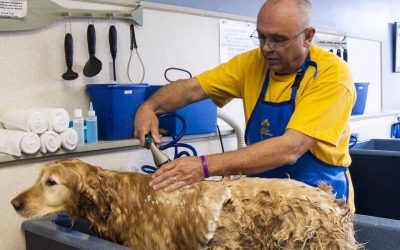 Top 10 toiletteurs chien Evreux