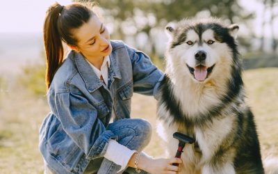 Top 10 toiletteurs chien Le Havre