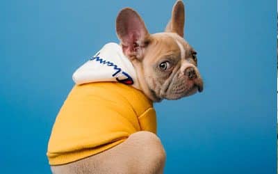 Exposition canine Rouen 2024
