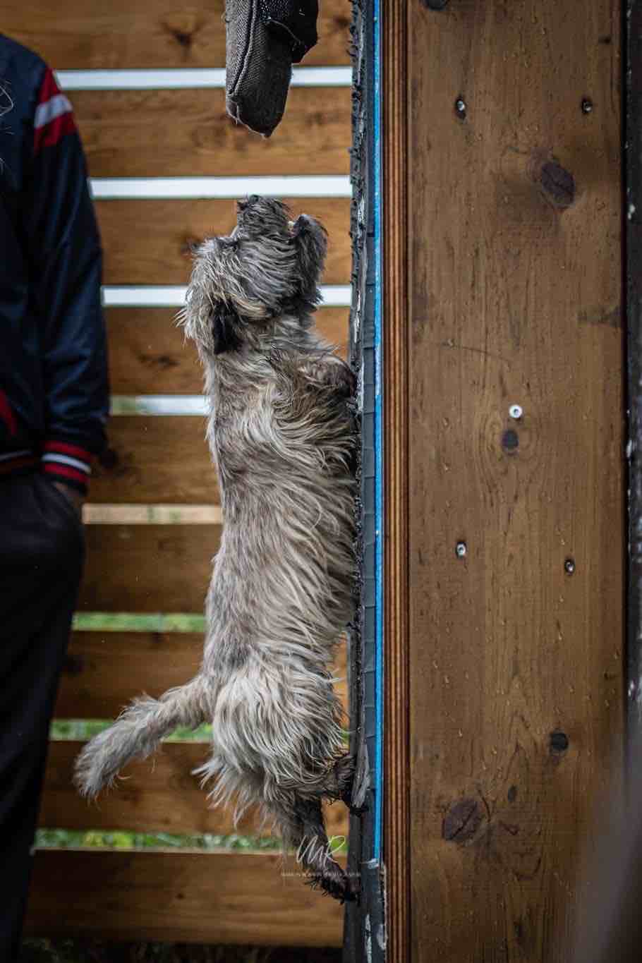 dog crossfit wall climbing