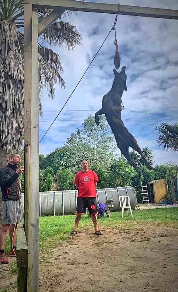 dog crossfit high jump