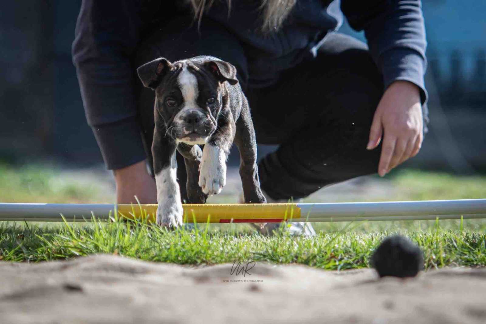 dog crossfit long jump