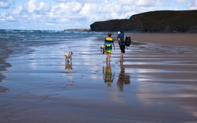 Plages autorisées aux chiens dans le Calvados