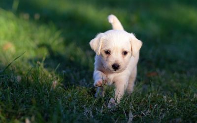 Les élevages de chiens du Calvados