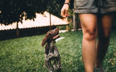 Pension canine Caen : Trouver une solution de Garde pour chien à Caen
