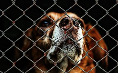 Trouver un refuge pour chien en Gironde