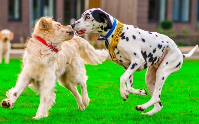 Trouver une pension pour chien près de Bordeaux