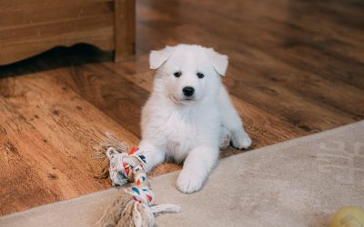 Éducation Chiot à Caen : les 9 fondamentaux de l’éducation du chiot