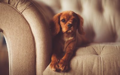 Rendre mon chien propre : 7 jours pour apprendre la propreté à un chiot