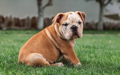 Nom de Chien 2023 : 95 prénoms de chien en U
