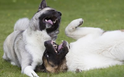 Avoir deux chiens à la maison : bonne ou mauvaise idée ?