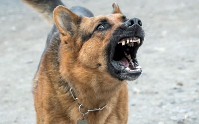 Chien agressif : comprendre l’agressivité en 3 points essentiels