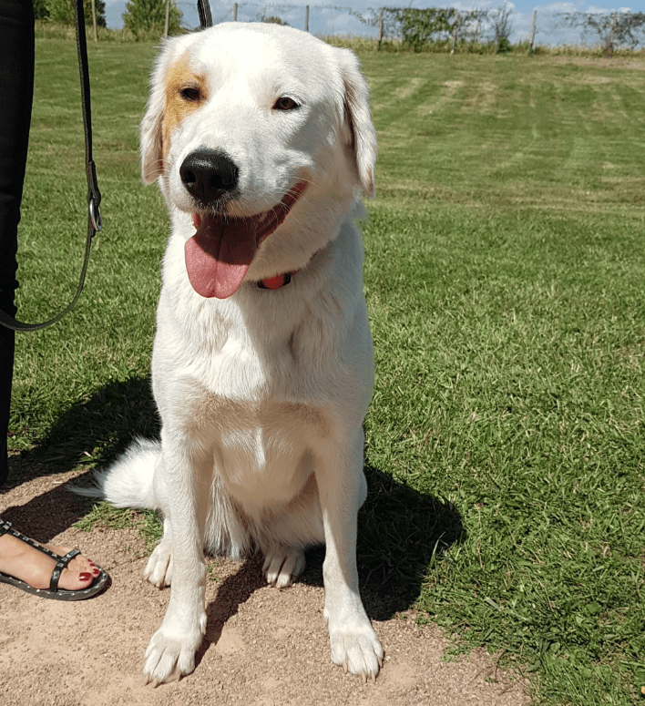dressage chien Ille et vilaine