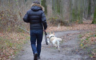 Mon chien court après les chats : 5 conseils pour stopper ce comportement