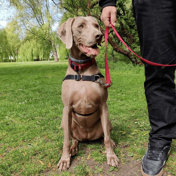 dresseur chien ille-et-vilaine