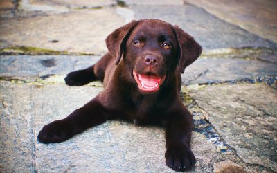 Calmer un chiot facilement : 4 choses qu’il faut savoir